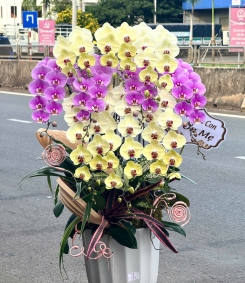 Bình Hoa Lan Hồ Điệp Chúc Mừng