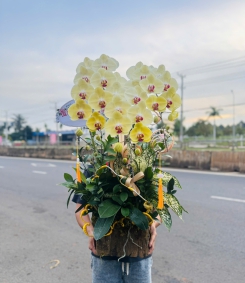 Hoa Lan Hồ Điệp Vàng Chúc Mừng 