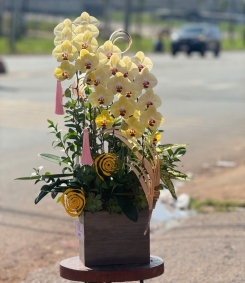 Hoa Lan Hồ Điệp Chúc Mừng TN87