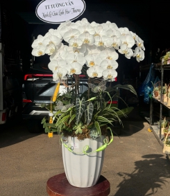 Hoa Lan Hồ Điệp Chúc Mừng TN54