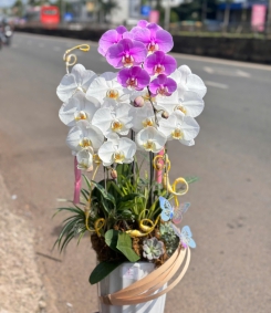 Hoa Lan Hồ Điệp Chúc Mừng TN76