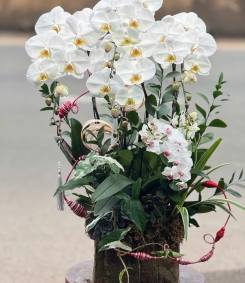 Hoa Lan Hồ Điệp Chúc Mừng TN43