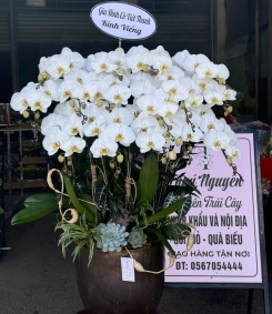 Hoa Lan Hồ Điệp Chúc Mừng 76TN