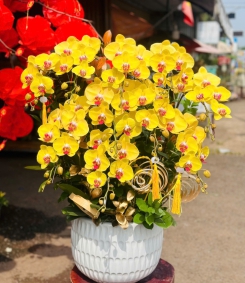 Lan Hồ Điệp Vàng TT088