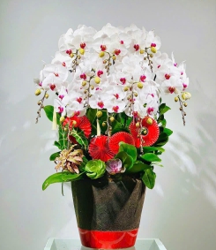 Hồ Điệp Trắng TT028