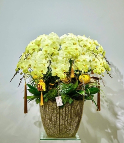 Lan Hồ Điệp TT098