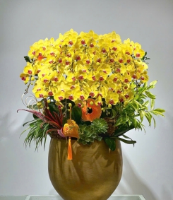 Hồ Điệp Vàng TT228