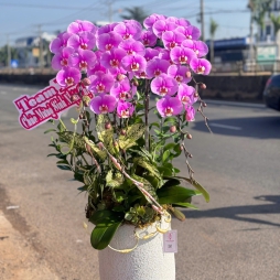 HOA LAN HỒ ĐIỆP