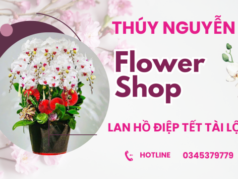 Lan Hồ Điệp Tết Tài Lộc & Đẹp Sang Trọng 