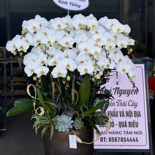 Hoa Lan Hồ Điệp Chúc Mừng 76TN