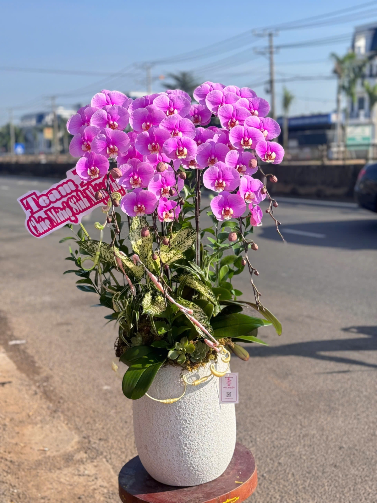 Hoa Lan Hồ Điệp Tím Chúc Mừng TN09