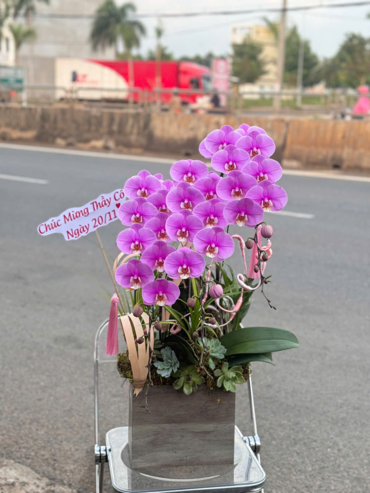 Hoa Lan Hồ Điệp Chúc Mừng TN22