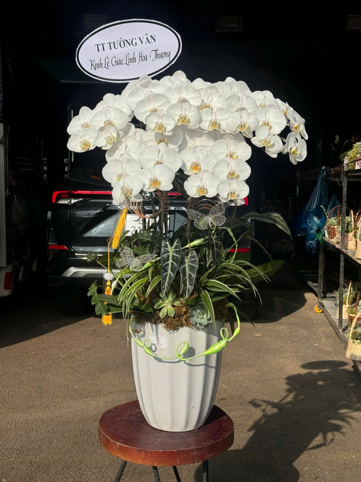 Hoa Lan Hồ Điệp Chúc Mừng TN54