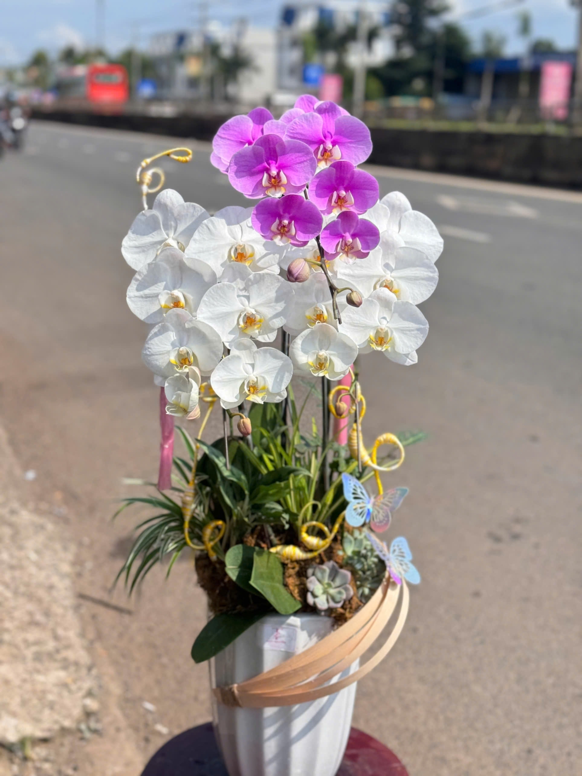 Hoa Lan Hồ Điệp Chúc Mừng TN76