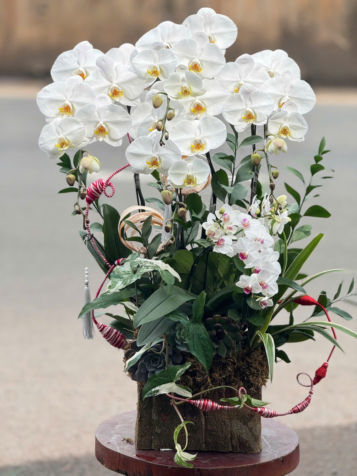 Hoa Lan Hồ Điệp Chúc Mừng TN43