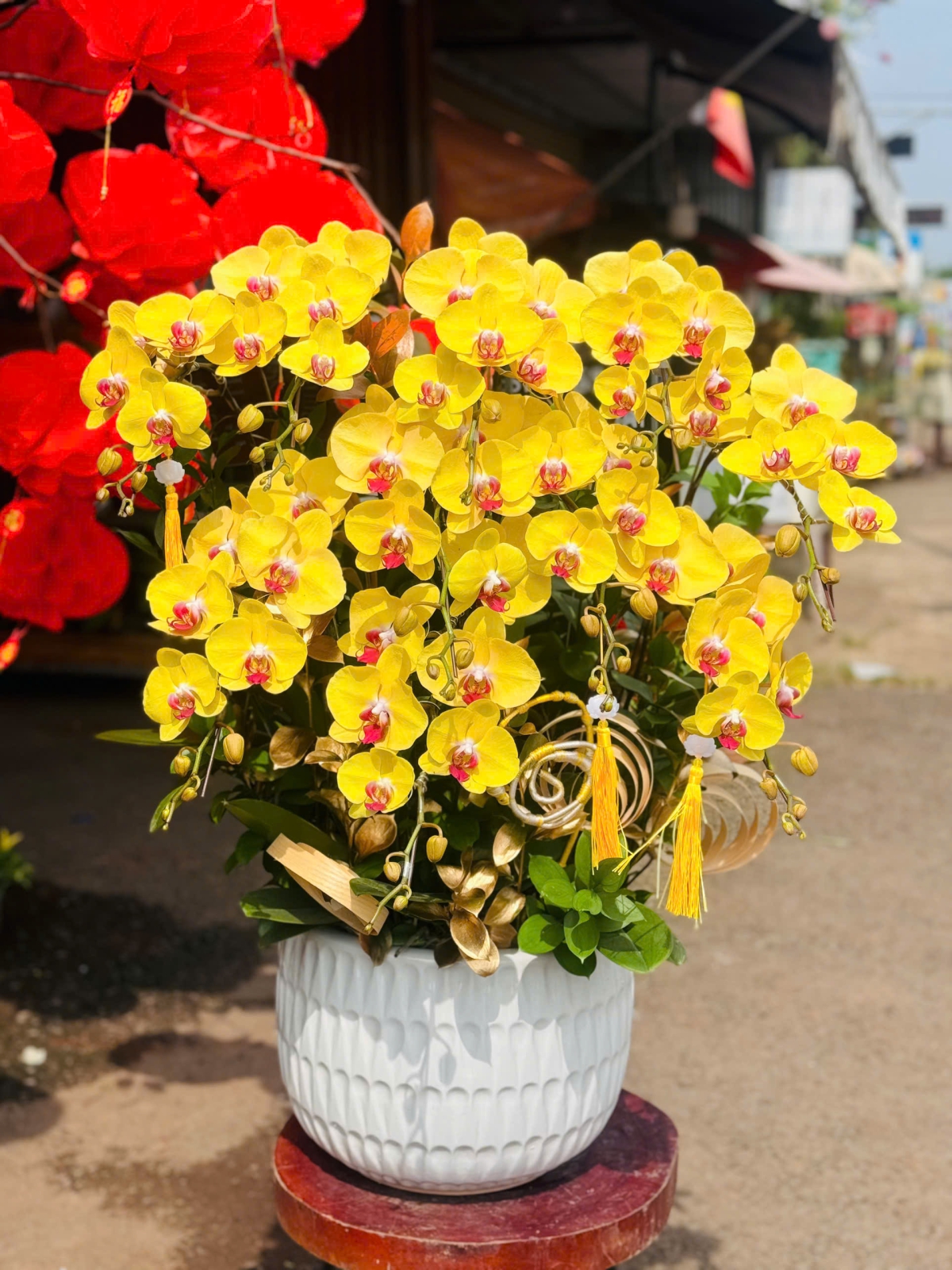 Lan Hồ Điệp Vàng TT088