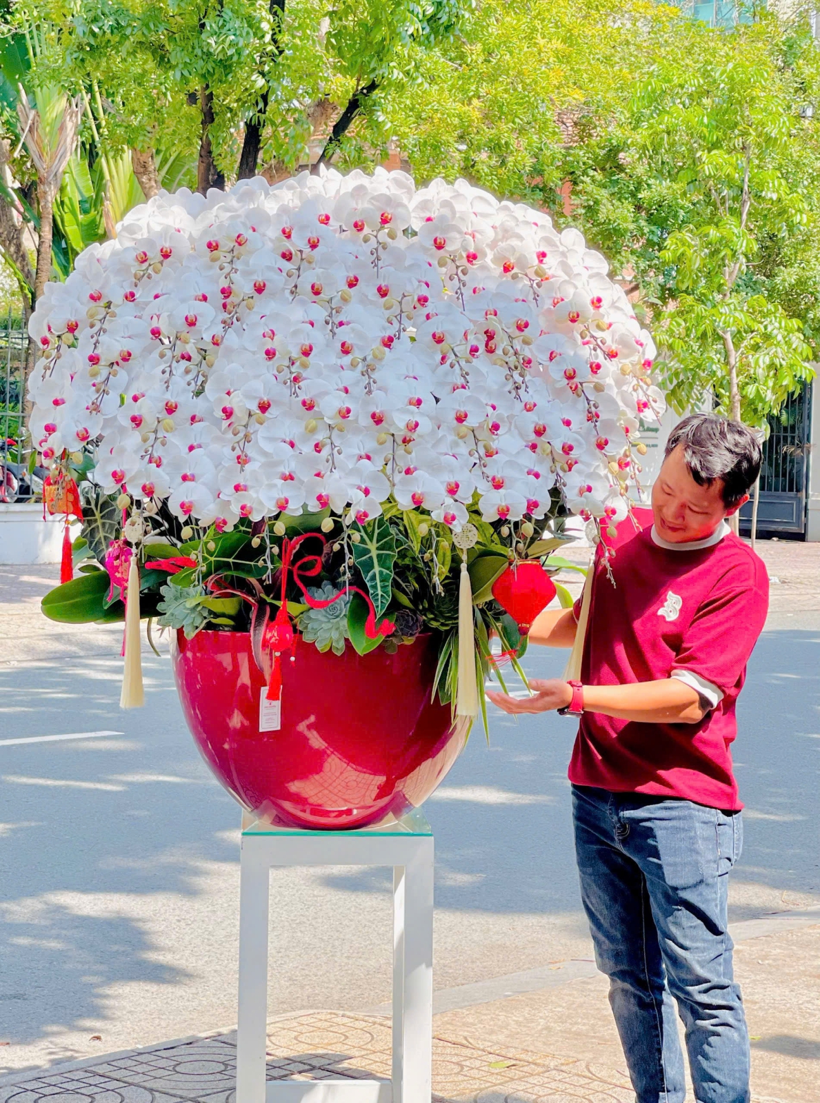 Lan Hồ Điệp Trắng TN028